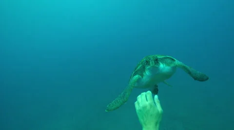 Sea turtle swimming in ocean Stock Footage 46666434