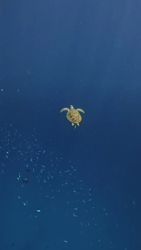 Sea turtle swimming in the ocean Vídeo Stock 286717795