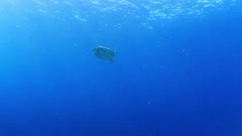 Sea Turtle Swimming in Open Blue Ocean Water Stock Footage 346336785