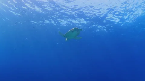 Sea Turtle Swimming in Open Blue Ocean Stock Footage 346337015