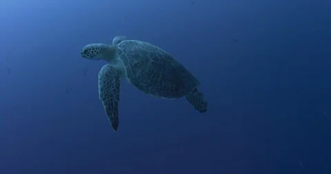 Sea turtle swimming with other fishes in blue sea water Stock Footage