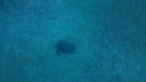 Sea turtle swimming over shallow blue ocean water. Nice aerial view drone Stock Footage 344621610