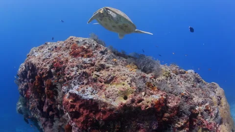 Sea Turtle Swimming Over a Vibrant Coral Reef Stock Footage 346337788