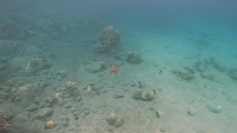 Sea turtle swimming peacefully towards a blue sea. Stock Footage 323199953