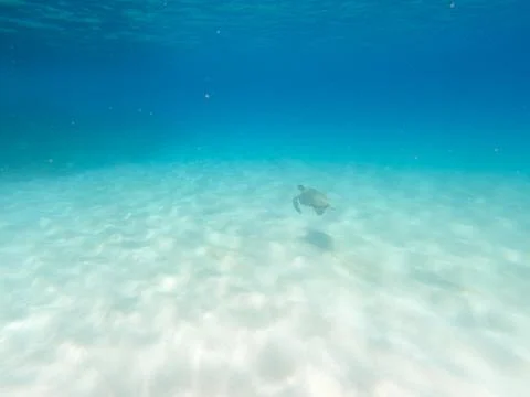 Sea Turtle Swimming Stock Photos