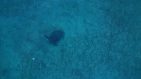 Sea turtle swimming with plastic contaminated ontaminated ocean pollution. Best Stock Footage 343715748