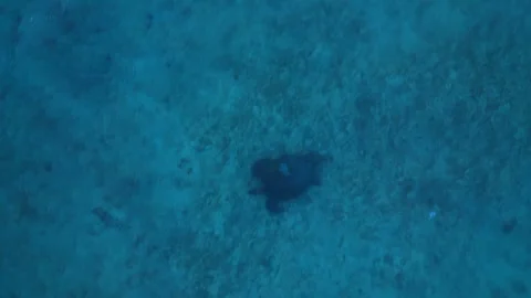 Sea turtle swimming with plastic contaminated ontaminated ocean pollution Stock Footage 343715833