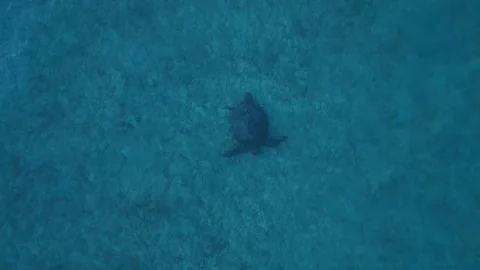 Sea turtle swimming with plastic contaminated ontaminated ocean pollution Stock Footage 343715868