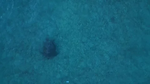 Sea turtle swimming with plastic contaminated ontaminated ocean pollution Stock Footage 343715962
