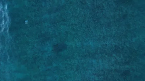 Sea turtle swimming with plastic contaminated ontaminated ocean pollution Stock Footage 343716039