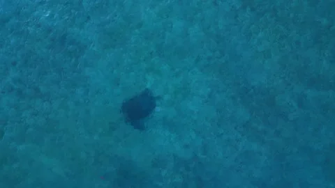 Sea turtle swimming with plastic contaminated ontaminated ocean pollution Stock Footage 343716058