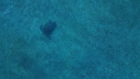 Sea turtle swimming with plastic contaminated ontaminated ocean pollution Stock Footage 343716145