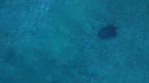 Sea turtle swimming with plastic contaminated ontaminated ocean pollution Stock Footage 343716198