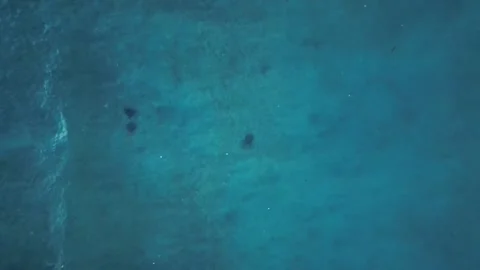 Sea turtle swimming plastic contaminated ocean pollution. Nice aerial view drone Stock Footage 344583812