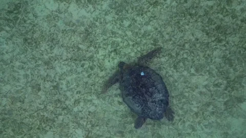 Sea turtle swimming in plastic polluted ocean water. Nice aerial view drone Stock Footage 344622839