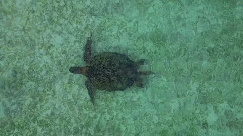 Sea turtle swimming in plastic polluted ocean water. Dramatic aerial view drone Stock Footage 344627823