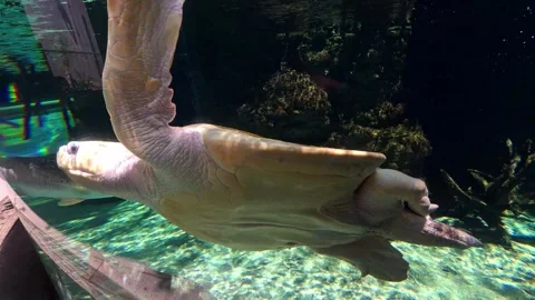 Sea turtle swimming in a pool Stock Footage 344235338