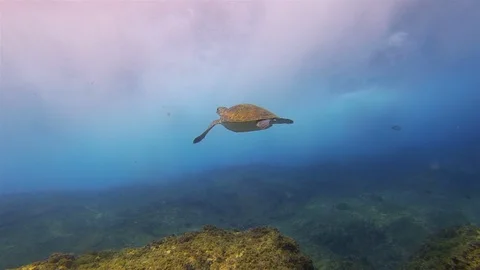 Sea Turtle Swimming Up To Sun Rays &amp; Dramatic Waves In Blue Sunlit Sea Surface Stock Footage 119531084