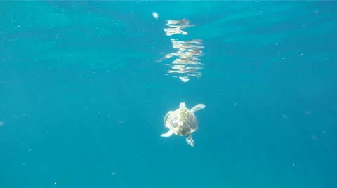 Sea Turtle Swimming on Surface 1 Stock Footage 26142489