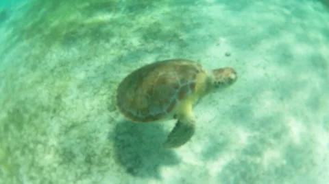 Sea Turtle Swimming to Surface Stock Footage 46031771