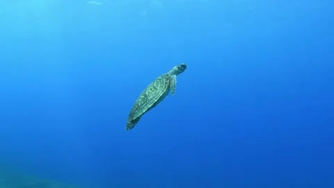 Sea Turtle swimming to the surface. Stock Footage