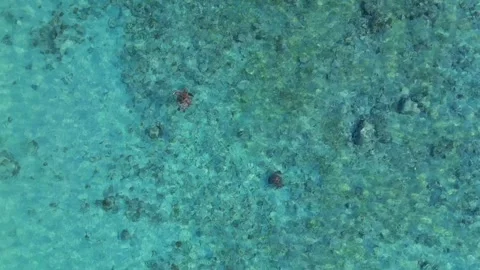 Sea turtle swimming to surface in ocean take a breath. Smooth aerial view drone Stock Footage 335150797