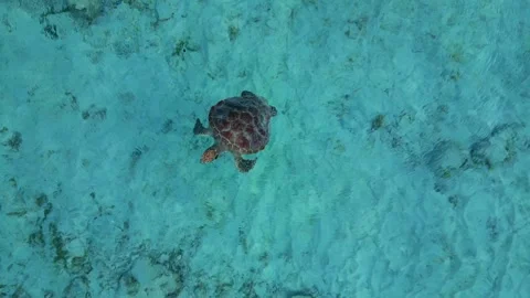 Sea turtle swimming to surface in ocean take a breath. Nice aerial view drone Stock Footage 344616186