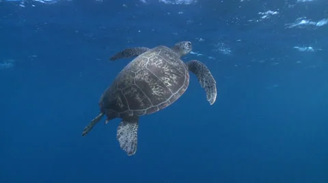 Sea turtle swimming to surface - two footage Stock Footage 31749205