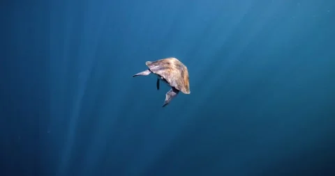 Sea Turtle Swimming Through Clear Blue Water Stock Footage 341639609