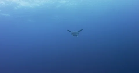 Sea turtle swimming through deep blue ocean Stock Footage 109396639