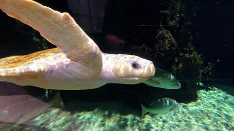 Sea turtle swimming through a large aquarium tank, Stock Footage 344235369