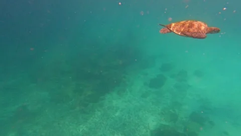 Sea turtle swimming under deep blue ocean water with snorkeling n scuba diver Stock Footage 258427090