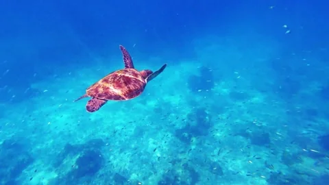 Sea turtle swimming under deep blue sea water by coral reef n fishes Video stock 310282186