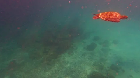 Sea turtle swimming under emerald blue ocean water with snorkeling n scuba diver Stock Footage 258427093