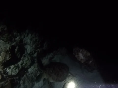 Sea Turtle Swimming Underneath Camera Vídeos de archivo 81037295