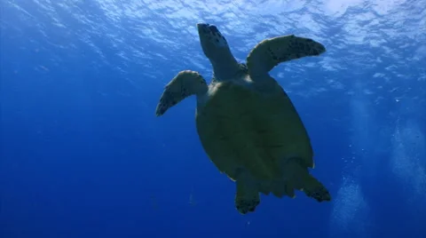Sea turtle swims above  Stock Footage 1065305
