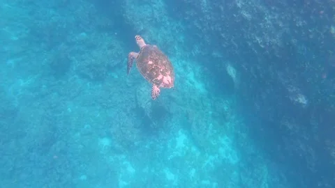 A sea turtle swims alone in the deep, turquoise, paradisiac and clearwater Vídeo Stock 145502922