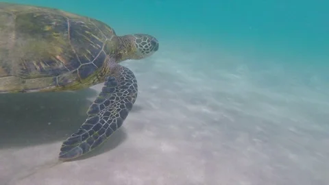 Sea turtle swims alongside camera Stock Footage 83873142