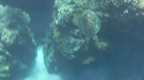 Sea Turtle swims amazing patterns on shell Stock Footage 636458