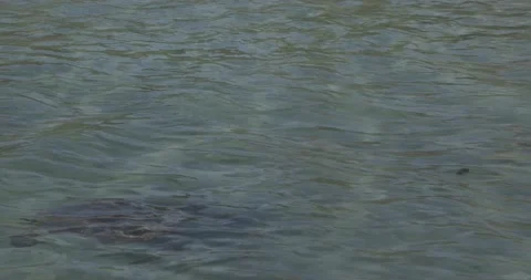 A sea turtle swims beneath the waves in Hawaii Stock Footage 137214738
