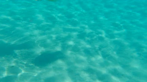 Sea Turtle swims down in blue water Curaçao Caribbean (raw footage)    스톡 동영상 167600923