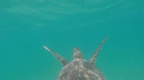 Sea ​​turtle swims 動画素材 63105403