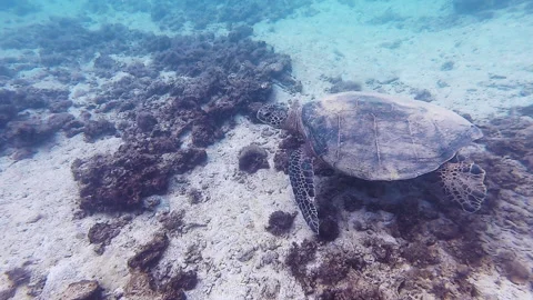 Sea Turtle Swims Stock Footage 138240327