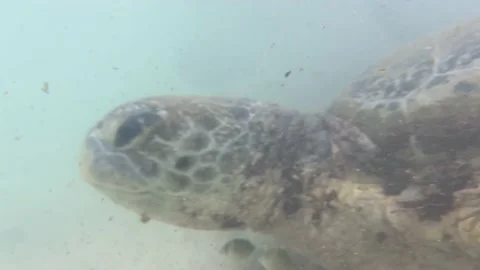 Sea ​​turtle swims by Video stock 178523167