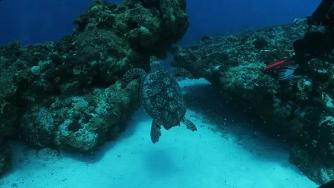 Sea Turtle Swims Up Stock Footage 254265697