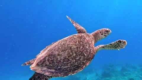 A sea turtle swims gracefully through the clear blue waters of the Raja Ampat Stock Footage 305296803