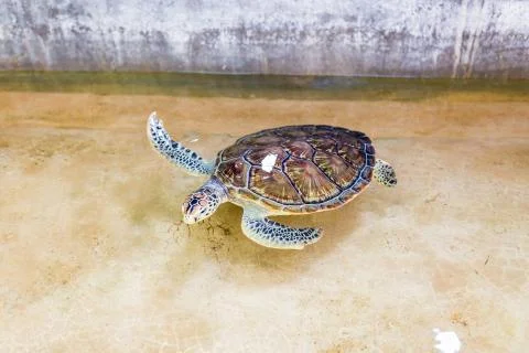 Sea turtle swims in the open pool. Turtle is brown color. Rehabilitation Cent Stock Photos