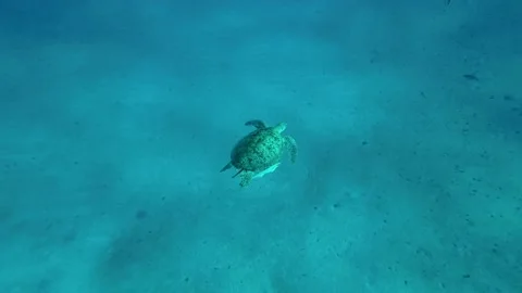 Sea turtle swims over the sandy bottom, top view. Slow motion Stock Footage 232488273