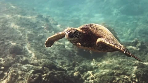 Sea turtle swims through beautiful tropical blue water 库存影片 209334936