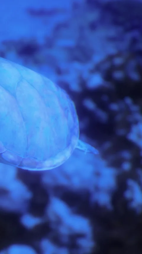 Sea turtle swims through blue ocean waters near coral reef during the day Stock Footage 331761630